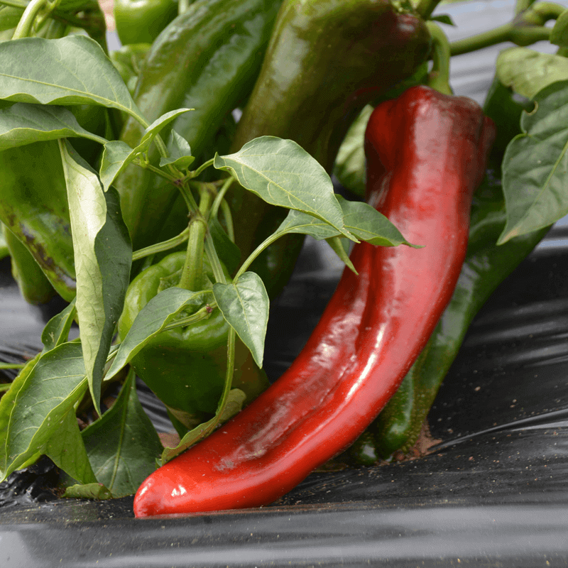 Papryka Słodka Gigant Marconi (1).png