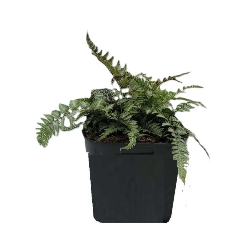 Paproć Wietlica Ocean's Fury (Athyrium filix-femina) Sadzonka (4).jpg