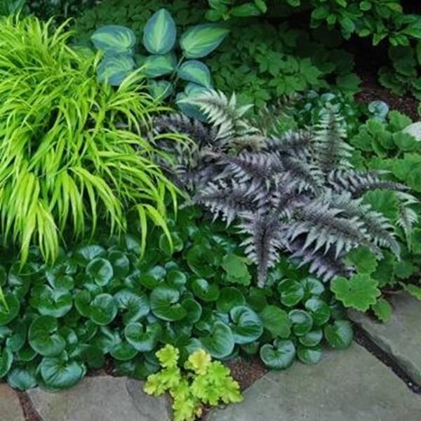 Paproć Wietlica Red Beauty (Athyrium nipponicum) Sadzonka (2).jpg