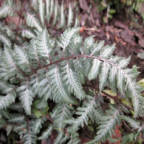 Paproć Wietlica Silver Falls sadzonka