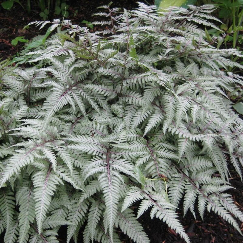 Paproć Wietlica Silver Falls (Athyrium nipponicum var.pictum) Sadzonka (3).jpg