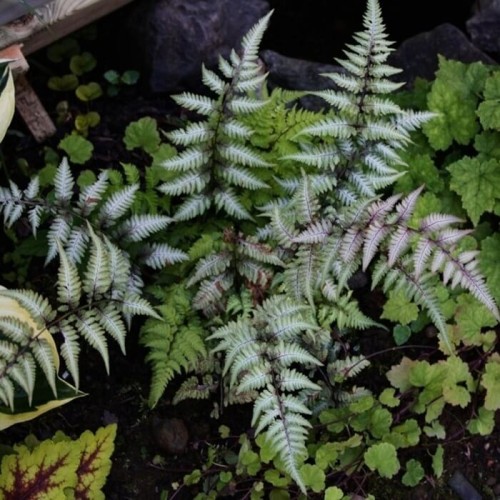 Paproć Wietlica Ursula Red sadzonka