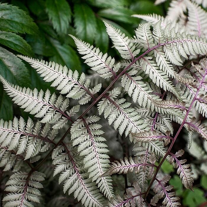 Paproć Wietlica Ursula Red (Athyrium nipponicum) Sadzonka  (2).jpg