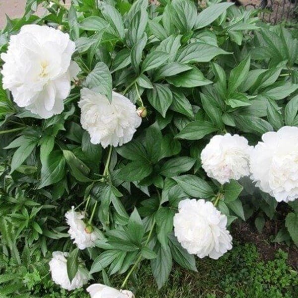 Piwonia Shirley Temple (Paeonia) Sadzonka C3  (3).jpg