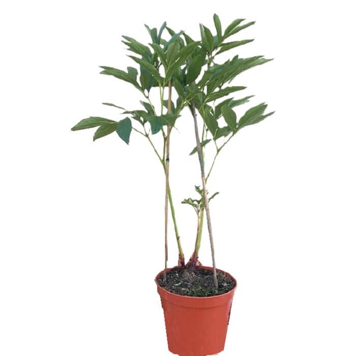 Piwonia Shirley Temple (Paeonia) Sadzonka C3  (1).jpg