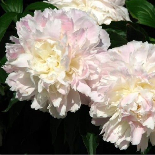 Piwonia Shirley Temple sadzonka C3