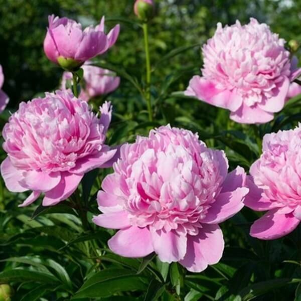 Piwonia Sarah Bernhardt (Paeonia) Sadzonka Xl-C5 (3).jpg