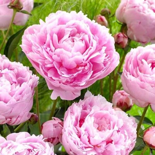 Piwonia Sarah Bernhardt sadzonka XL-C5