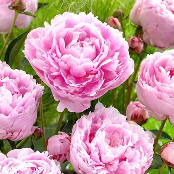 Piwonia Sarah Bernhardt (Paeonia) Sadzonka Xl-C5 (2).jpg