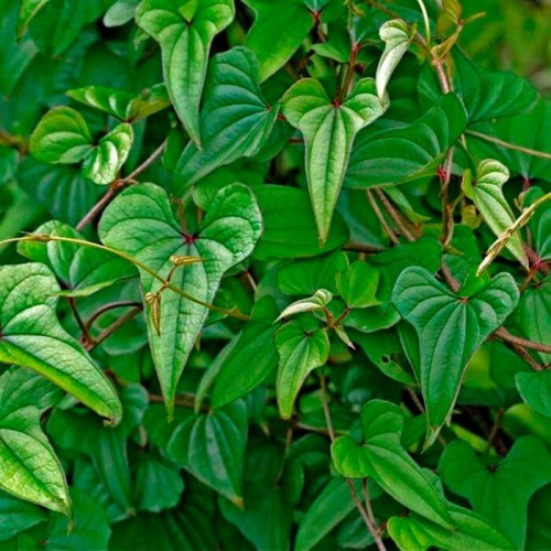 Pochrzyn Ignam chiński sadzonka C2