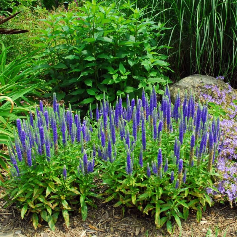 Przetacznik Długolistny First Glory (Veronica longifolia) Sadzonka P9 (2).jpg