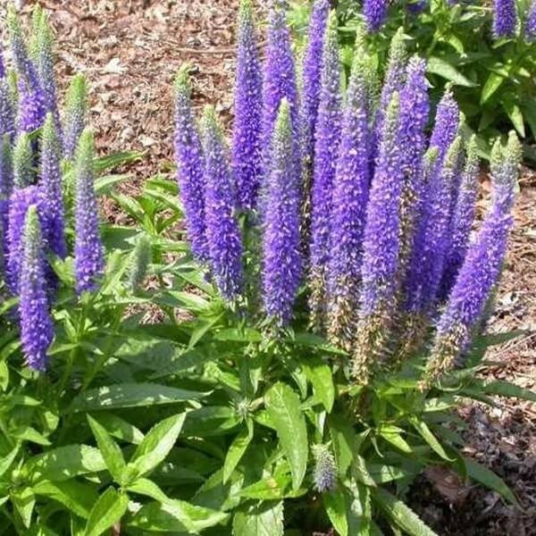 Przetacznik Długolistny First Glory (Veronica longifolia) Sadzonka P9 (1).jpg