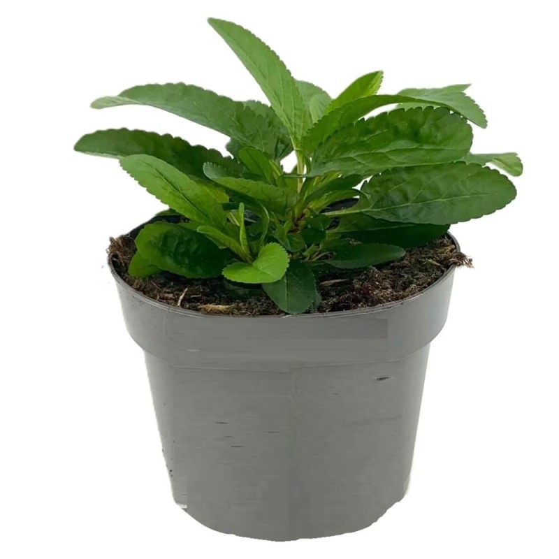 Przetacznik Kłosowy Alba (Veronica spicata) Sadzonka P12  (1).jpg
