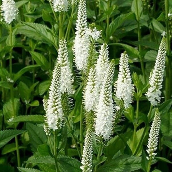 Przetacznik Kłosowy Alba (Veronica spicata) Sadzonka P12  (2).jpg