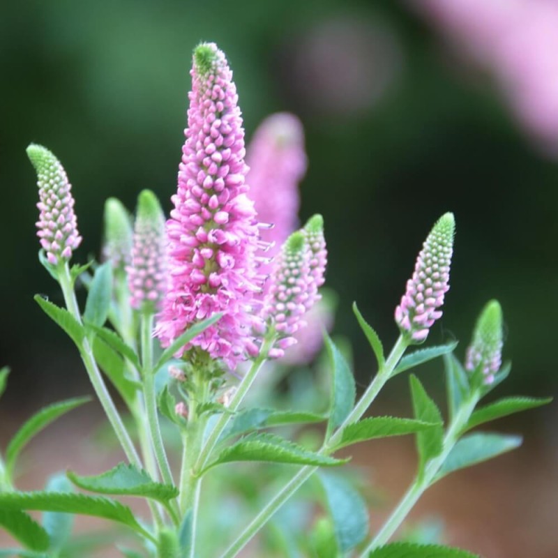 Przetacznik Kłosowy Inspire Rose (Veronica Spicata) Sadzonka C1 (2).jpg