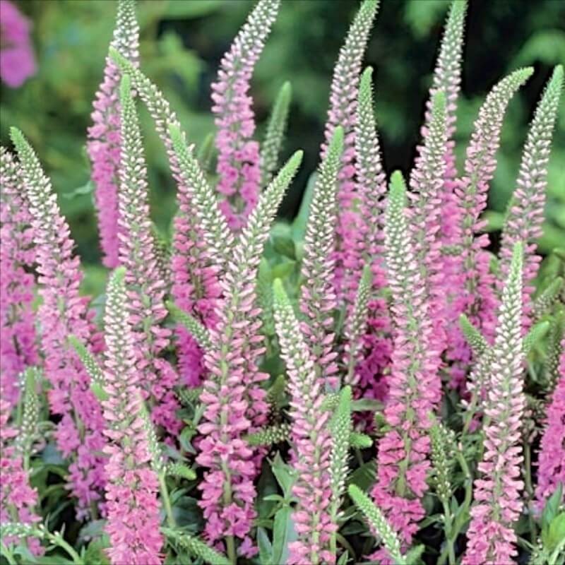 Przetacznik Kłosowy Inspire Rose (Veronica Spicata) Sadzonka C1 (3).jpg