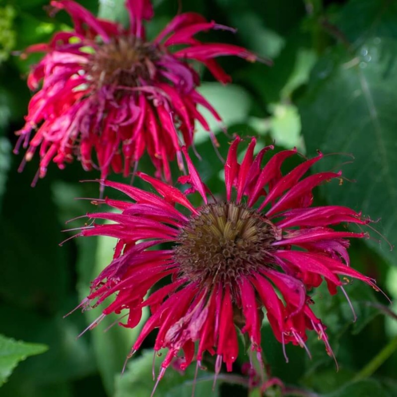 Pysznogłówka Bee Happy (Monarda) Sadzonka (2).jpg