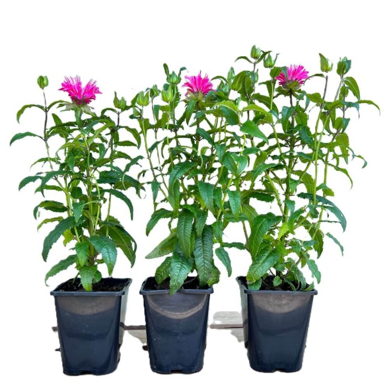 Pysznogłówka Bee Happy (Monarda) Sadzonka (3).jpg