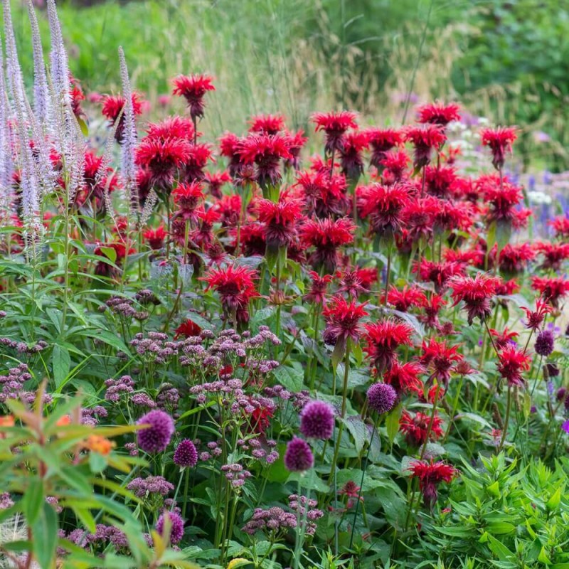 Pysznogłówka Bee Happy (Monarda) Sadzonka.jpg