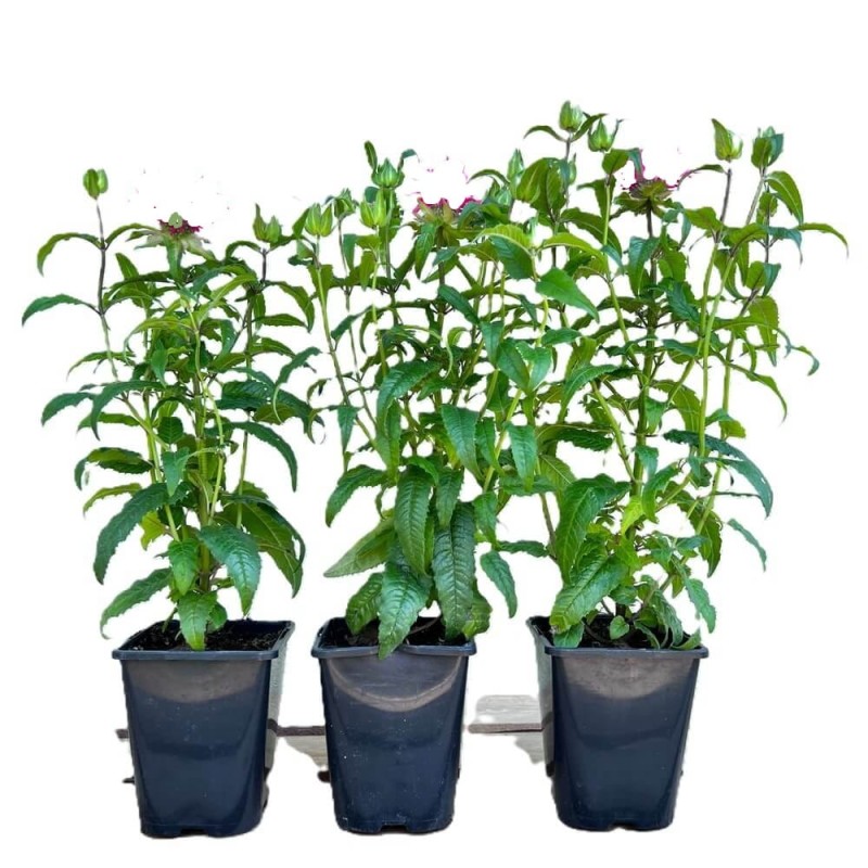 Pysznogłówka Bee Bright (Monarda) Sadzonka P9.jpg