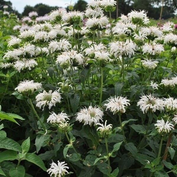Pysznogłówka Bee Bright (Monarda) Sadzonka P9 (1).jpg