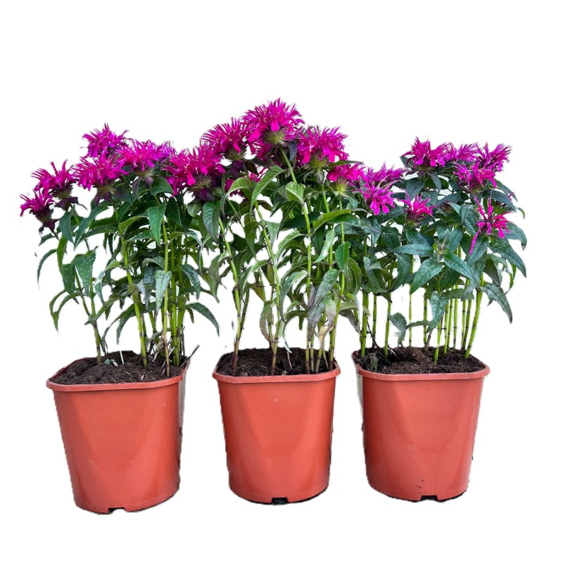 Pysznogłówka Bee Free (Monarda) Sadzonka C1 (3).jpg