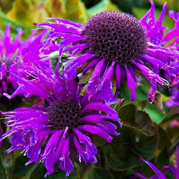 Pysznogłówka Bee Free (Monarda) Sadzonka C1 (2).jpg