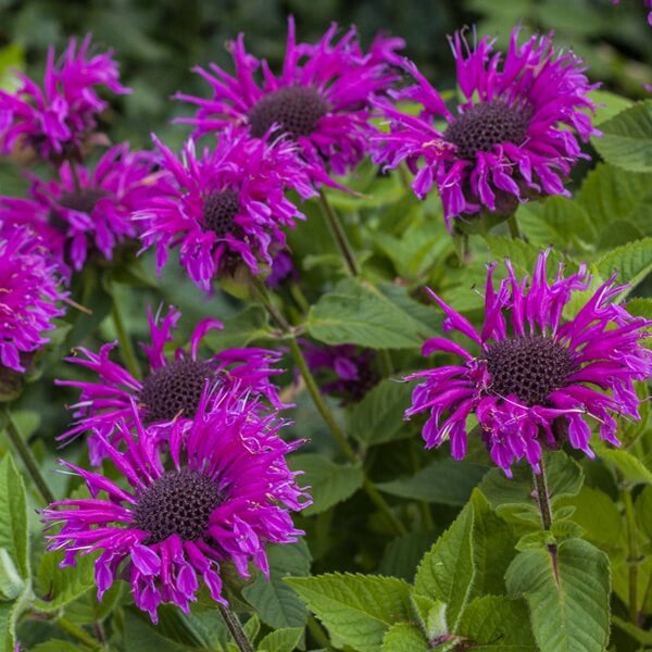 Pysznogłówka Bee Free (Monarda) Sadzonka C1 (1).jpg