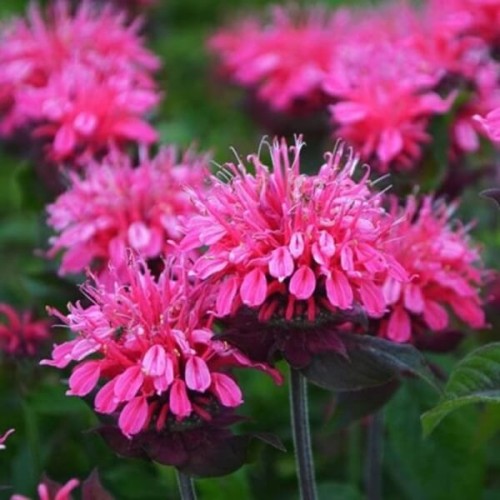 Pysznogłówka Electric Neon Pink sadzonka C1