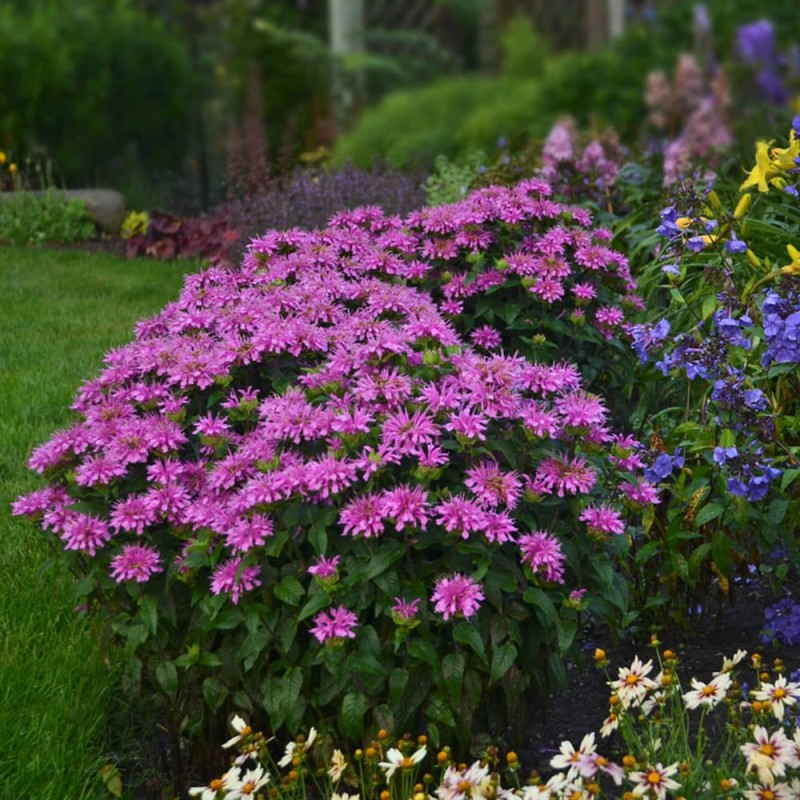 Pysznogłówka Electric Neon Pink (Monarda) Sadzonka C1 (3).jpg