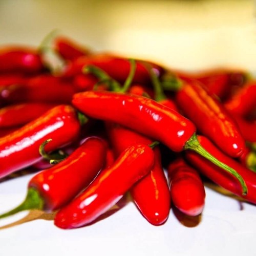 Papryka ostra Serrano nasiona 015g