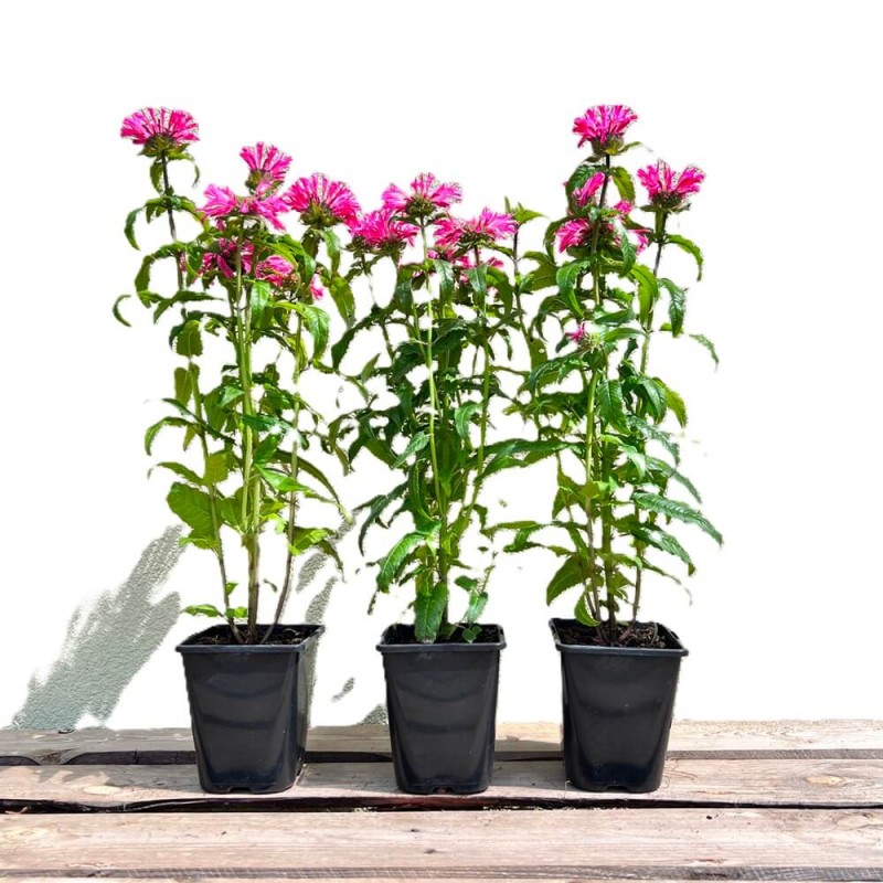Pysznogłówka Electric Neon Pink (Monarda) Sadzonka C1 (2).jpg