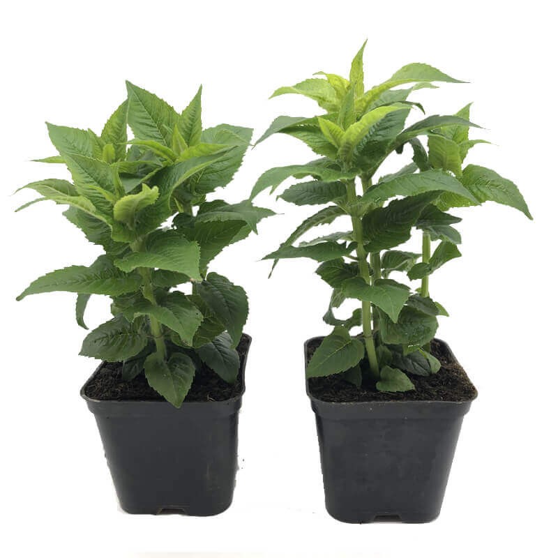 Pysznogłówka Fireball (Monarda) Sadzonka C1 (3).jpg