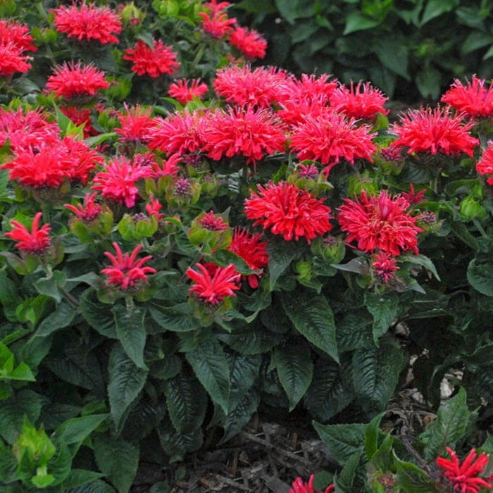 Pysznogłówka karłowa Pardon My Cerise (Monarda) Sadzonka.jpg