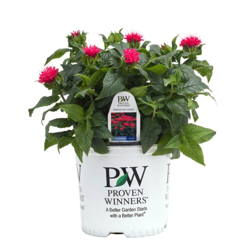 Pysznogłówka karłowa Pardon My Cerise (Monarda) Sadzonka (2).jpg