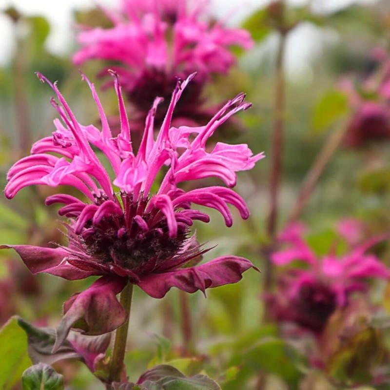 Pysznogłówka karłowa Pardon My Pink (Monarda) Sadzonka C1 (2) (1).jpg