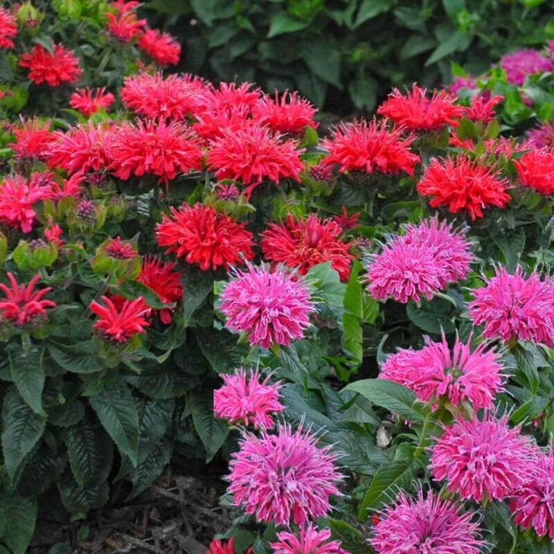 Pysznogłówka karłowa Pardon My Pink (Monarda) Sadzonka C1.jpeg