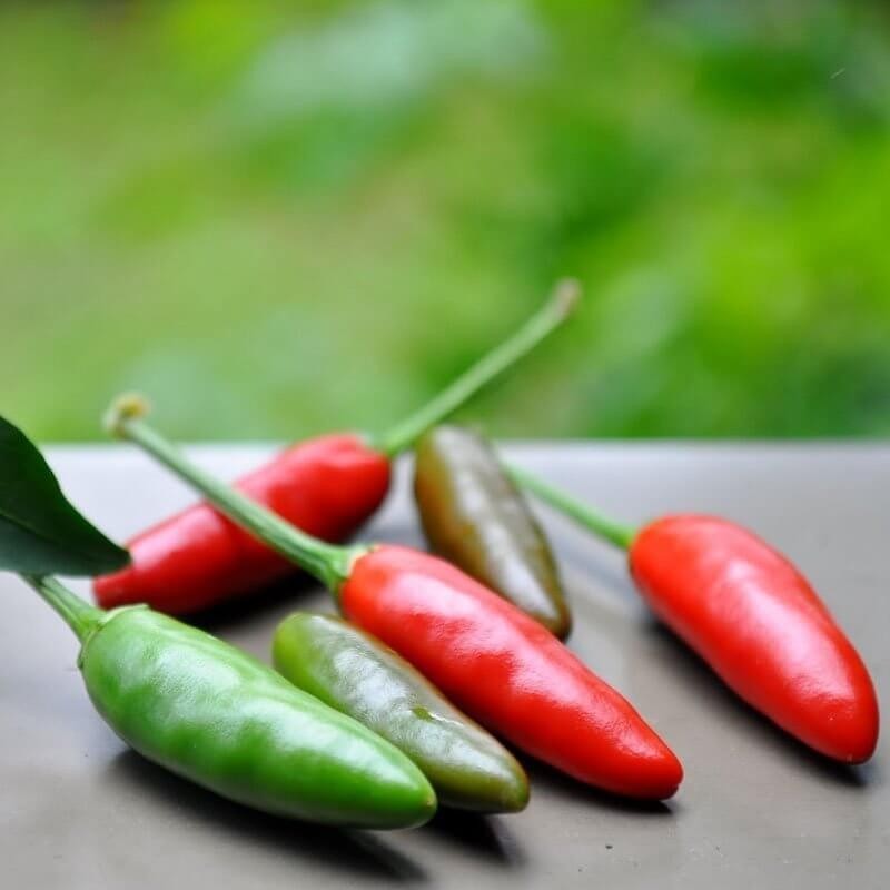 Papryka ostra SERRANO (3).jpg