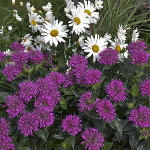 Pysznogłówka karłowa Pardon My Purple sadzonka