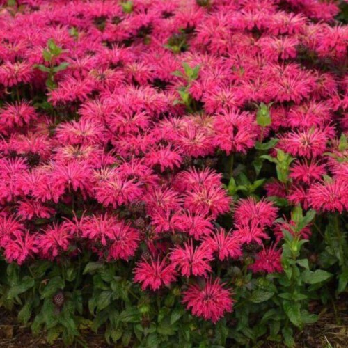 Pysznogłówka Leading Lady Razzberry sadzonka C1