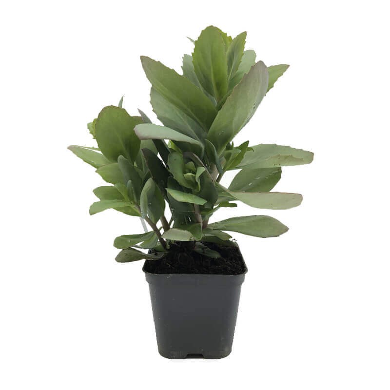 Rozchodnik Mr. Goodbud (Sedum) Sadzonka C1 (1).jpg