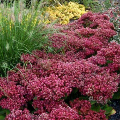 Rozchodnik Mr. Goodbud sadzonka C1