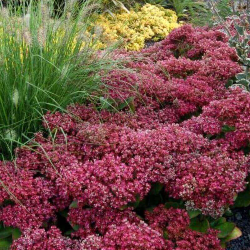 Rozchodnik Mr. Goodbud (Sedum) Sadzonka C1.jpg