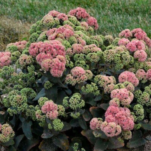 Rozchodnik Rock ‘N Grow® Coraljade sadzonka C1