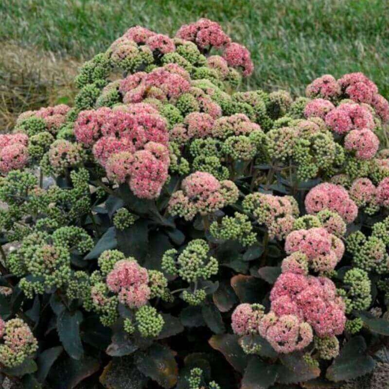 Rozchodnik Rock ‘N Grow® Coraljade (Sedum) Sadzonka C1 (2).jpg