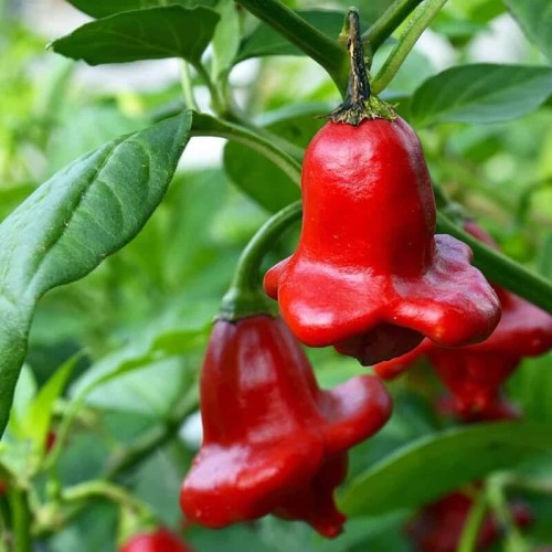 Papryka ostra Okrasny Zvonek nasiona 015g