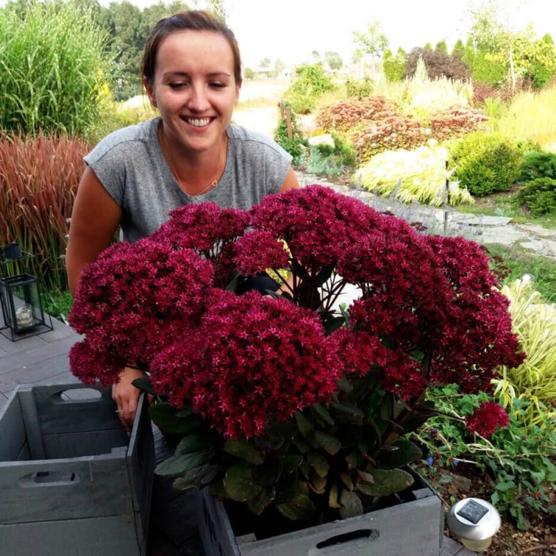 Rozchodnik Thunderhead (Sedum) Sadzonka P9 (2).jpg
