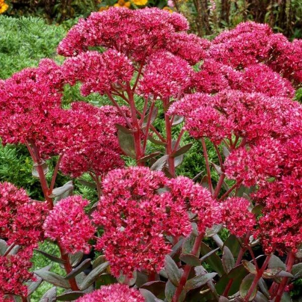 Rozchodnik Thunderhead (Sedum) Sadzonka P9.jpg