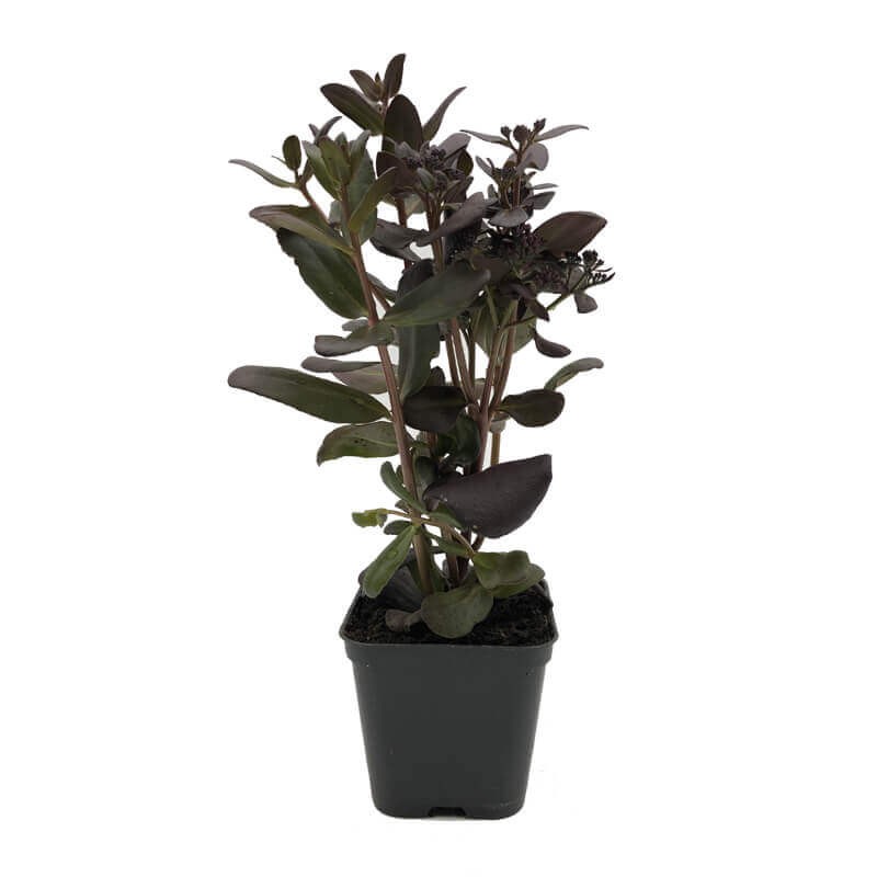 Rozchodnik Touchdown Teak (Sedum) Sadzonka P9 (1).jpg