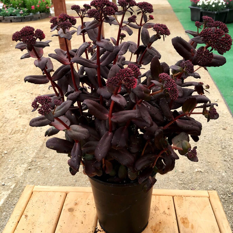 Rozchodnik Touchdown Teak (Sedum) Sadzonka P9 (2).jpg